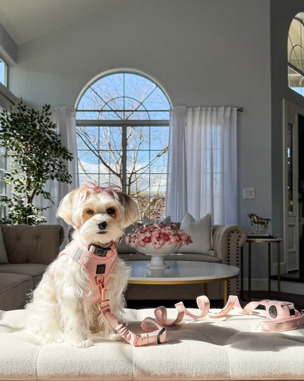 designer dog leashes and collars, designer dog collar and leash, pet accessories designer, fancy harness for dogs, luxury dog harness, fancy dog stuff, pet accessories designer, stylish dog leash