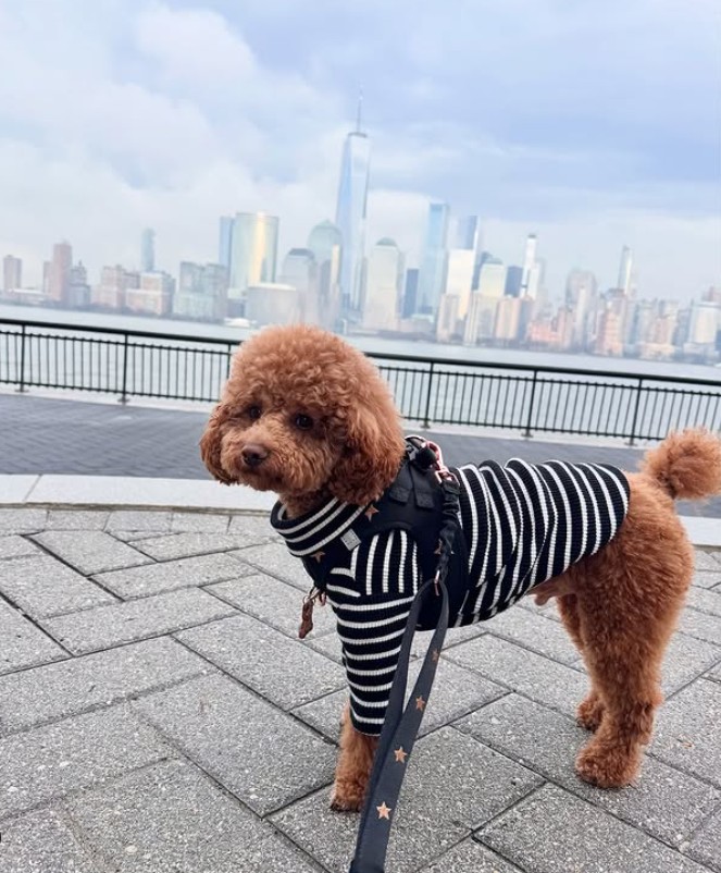 designer dog leashes and collars, designer dog collar and leash, pet accessories designer, fancy harness for dogs, luxury dog harness, fancy dog stuff, pet accessories designer, stylish dog leash