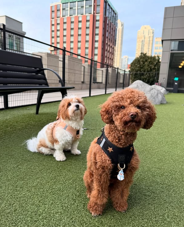 The Best Time of Day to Walk Your Dog (According to Vets & Trainers)