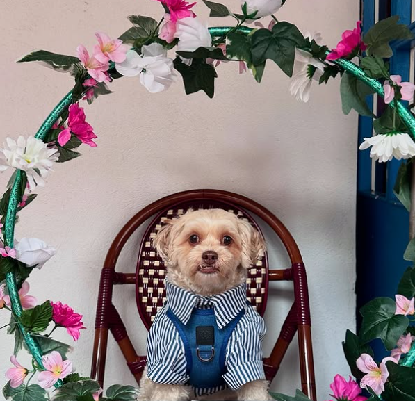 designer dog leashes and collars, designer dog collar and leash, pet accessories designer, fancy harness for dogs, luxury dog harness, fancy dog stuff, pet accessories designer, stylish dog leash