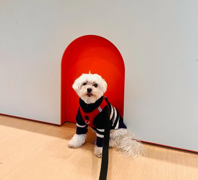 Dogistry™