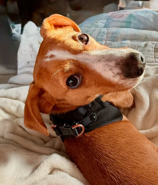 designer dog leashes and collars, designer dog collar and leash, pet accessories designer, fancy harness for dogs, luxury dog harness, fancy dog stuff, pet accessories designer, stylish dog leash