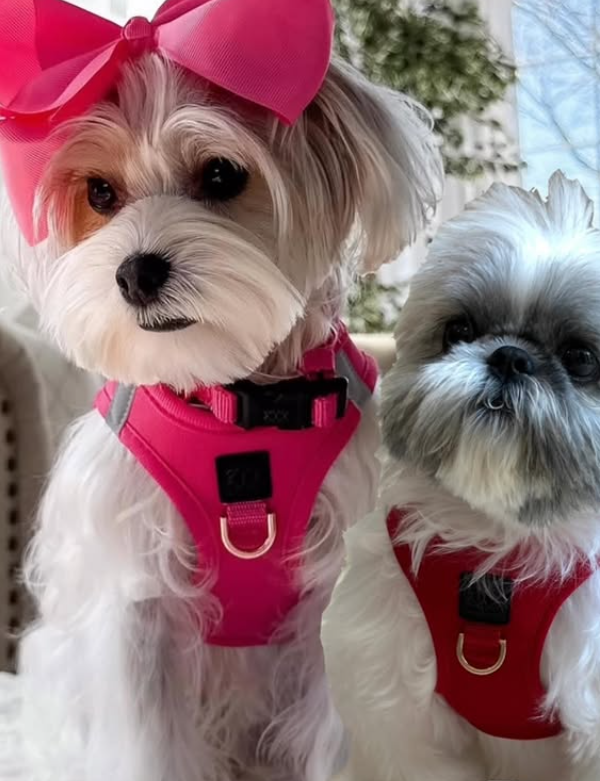 The Ultimate Dogistry Buyer’s Guide: Choosing the Right Harness for Comfort, Style, and Control