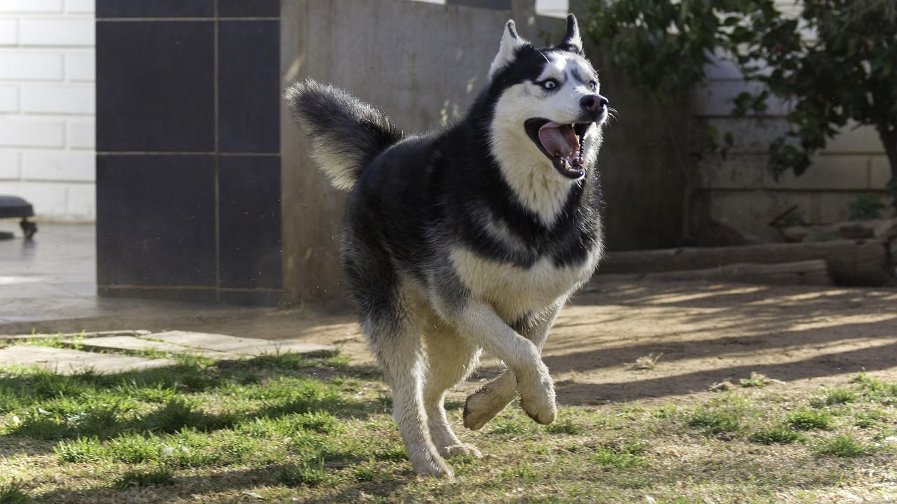 Dogistry™