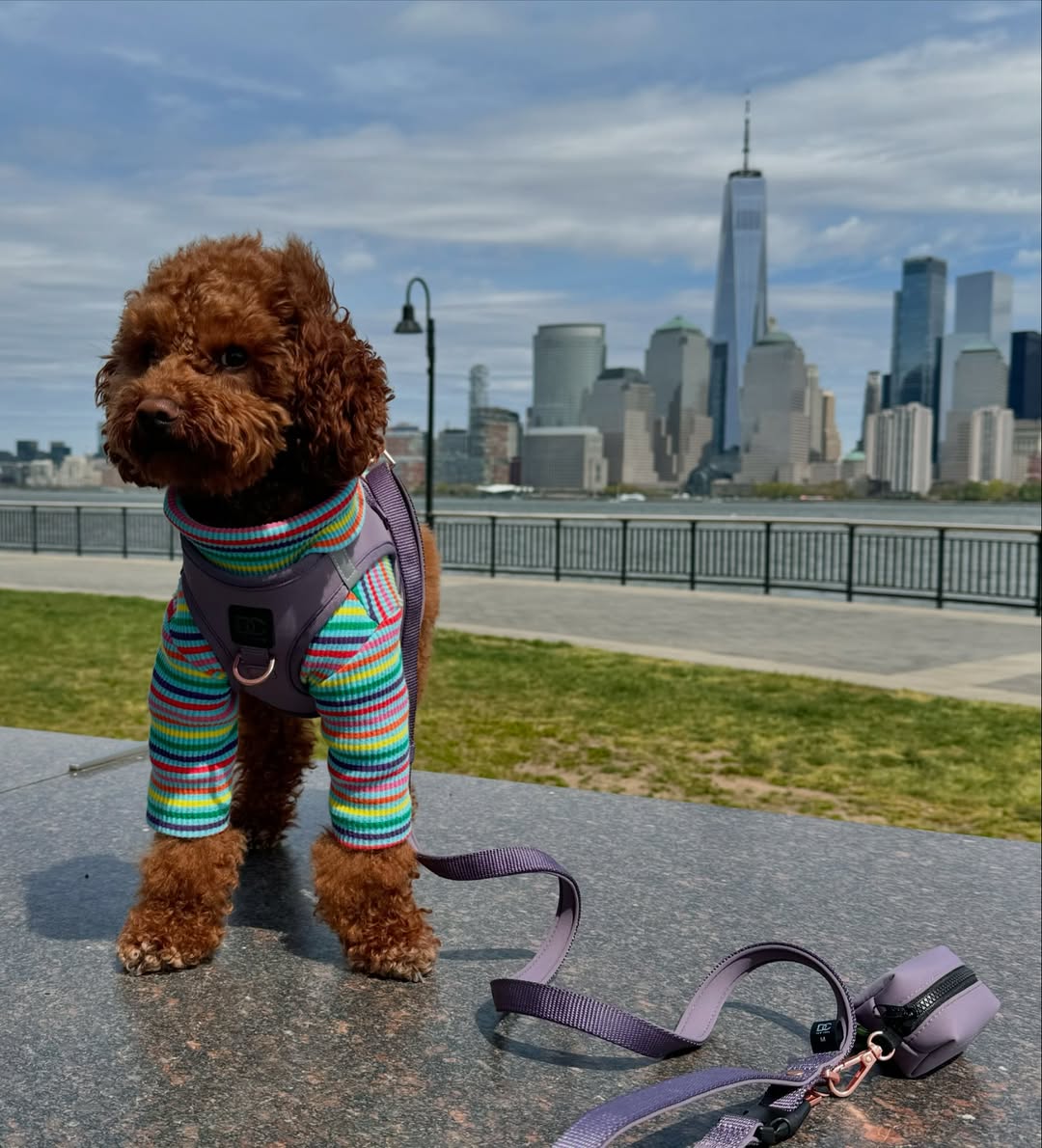 Why Every Dog Owner Needs a Premium Poop Bag Dispenser