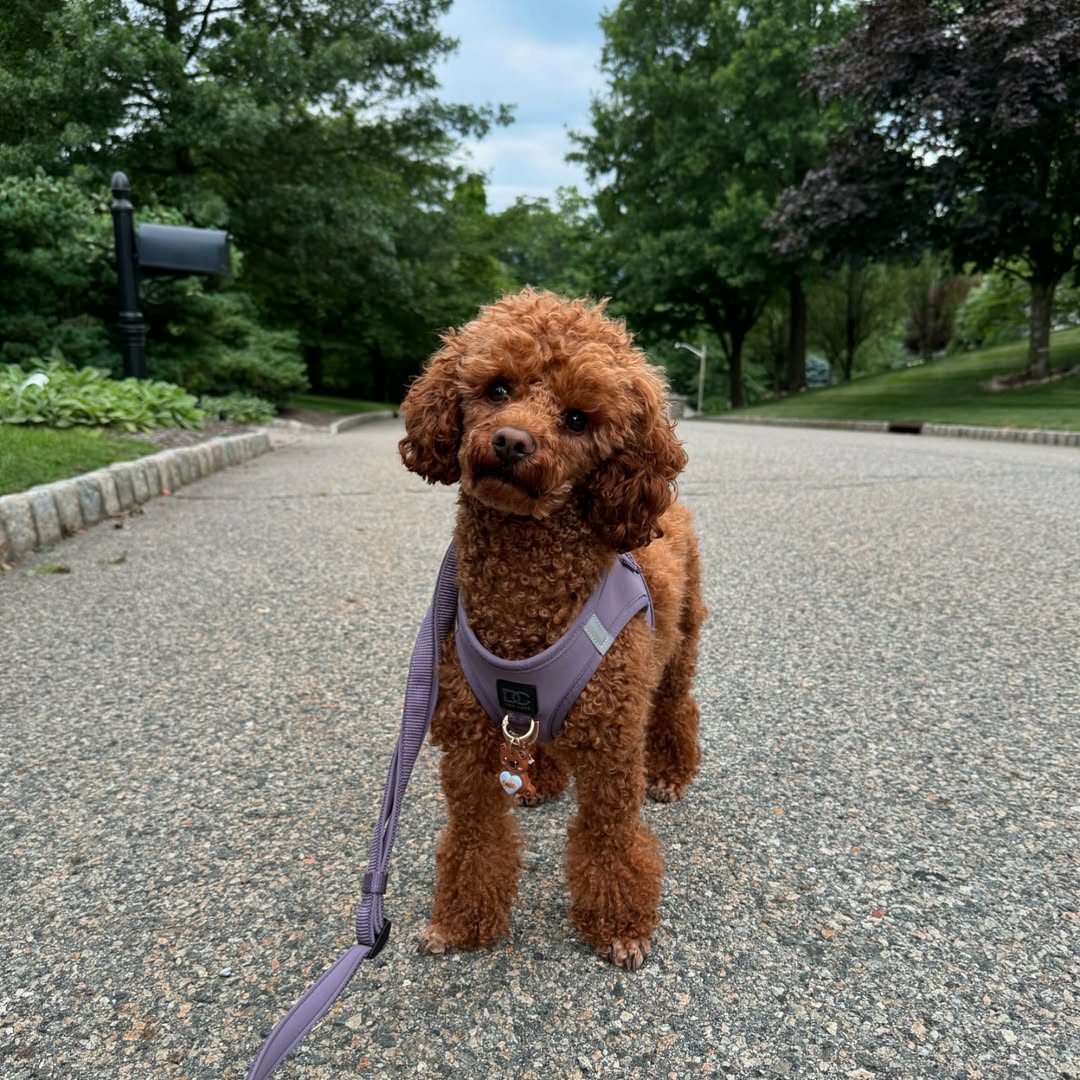 The Ultimate Guide to Choosing the Best Dog Accessories in 2026