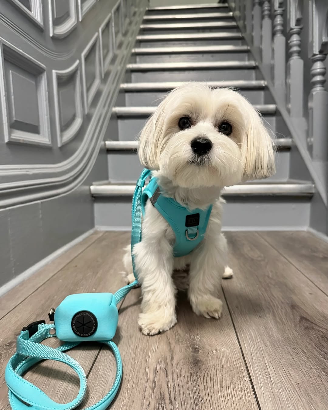 Dogistry Poop Bag Holder: The Small Dog Walking Essential Every Dog Owner Needs