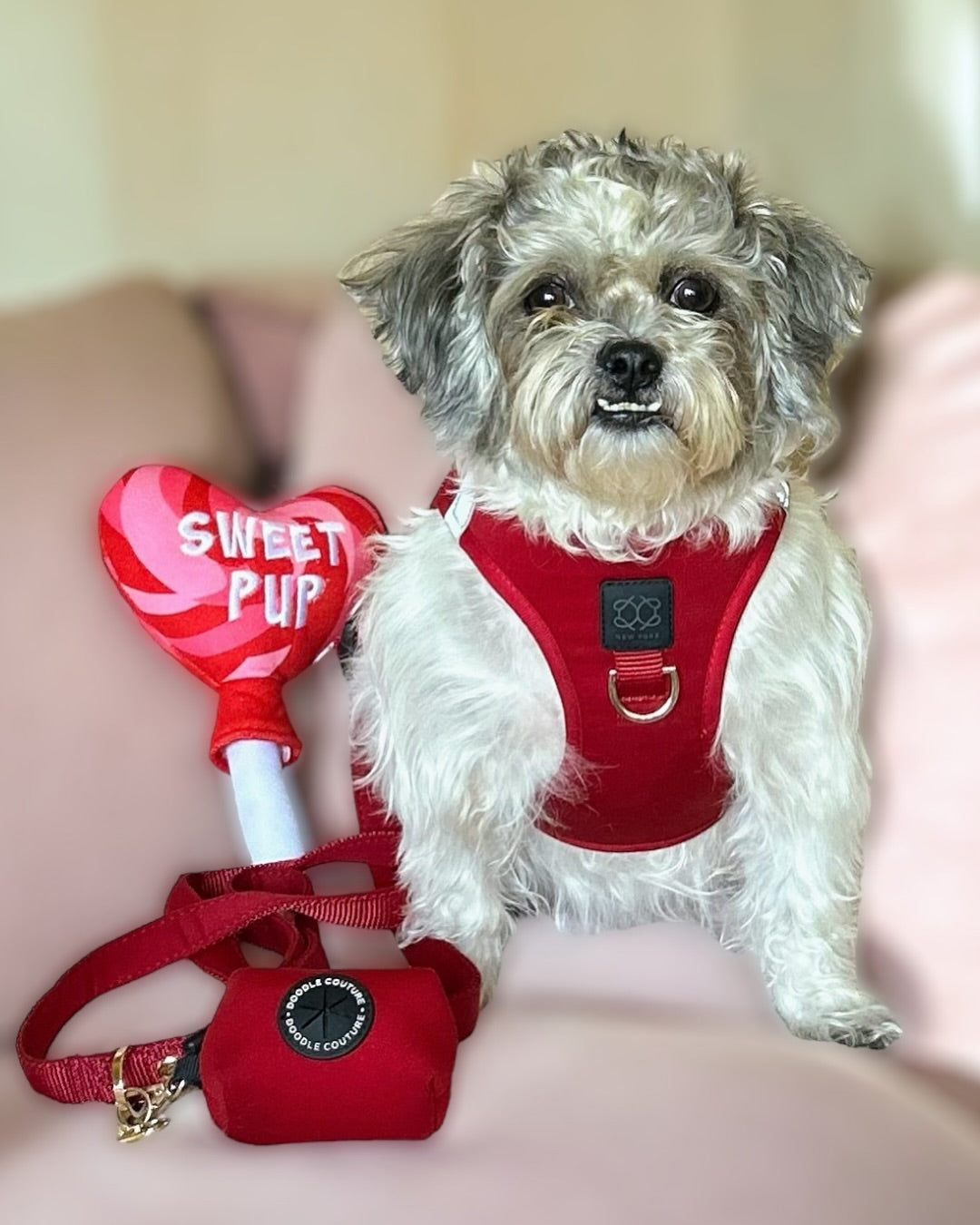 Why Dogistry Bundle Sets Are the Best All-in-One Dog Walking Solution