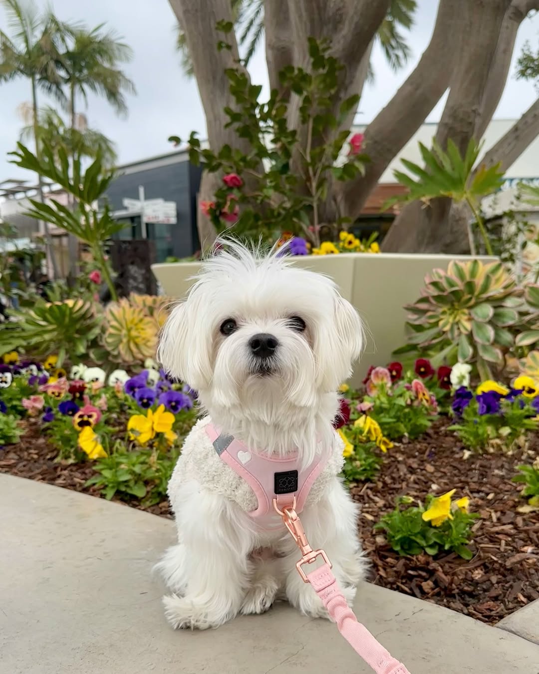 Best Dog Harnesses for 2026: Comfort, Safety & No-Pull Design