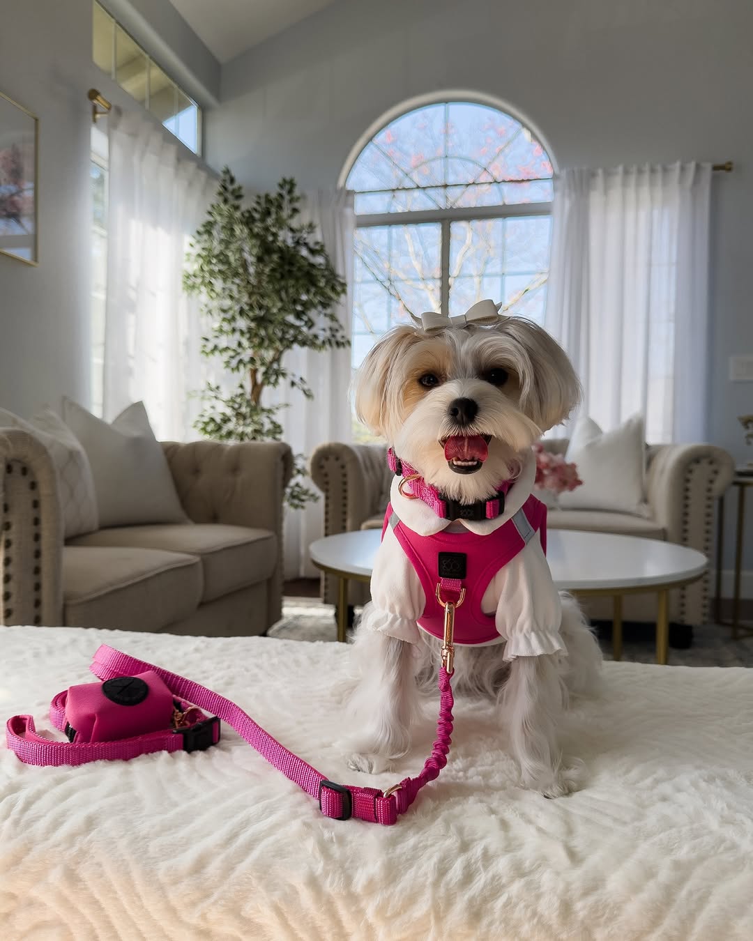 Why Dogistry Harness, Leash, and Poop Bag Holder Sets Create a Complete Professional Walking System
