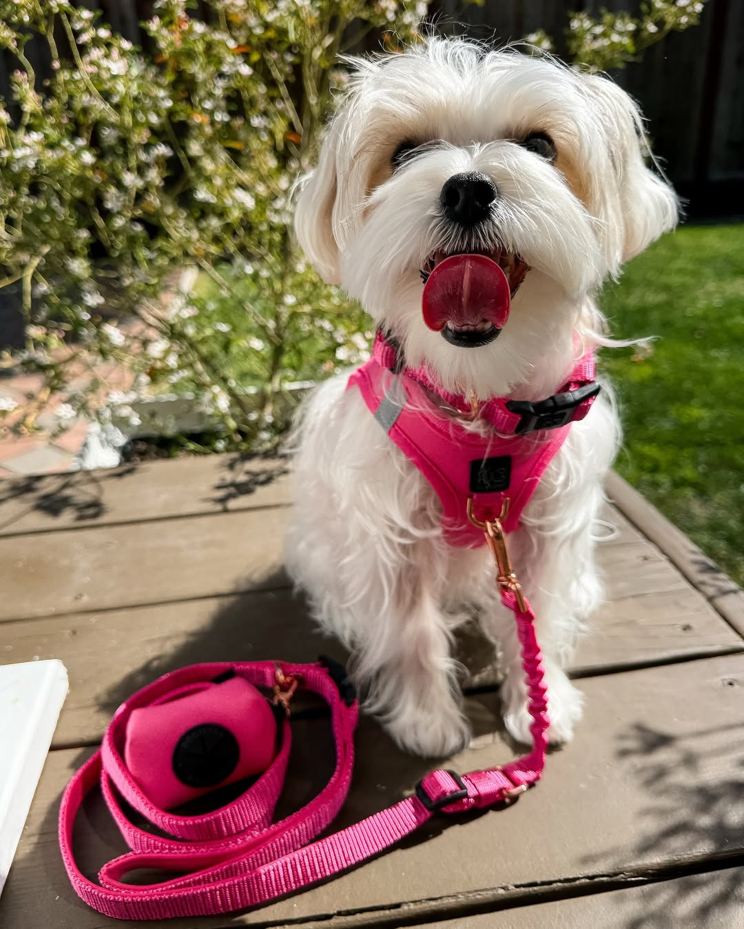 Why Dogistry Harness, Leash, and Poop Bag Holder Sets Make Everyday Dog Walks Easier and More Organized