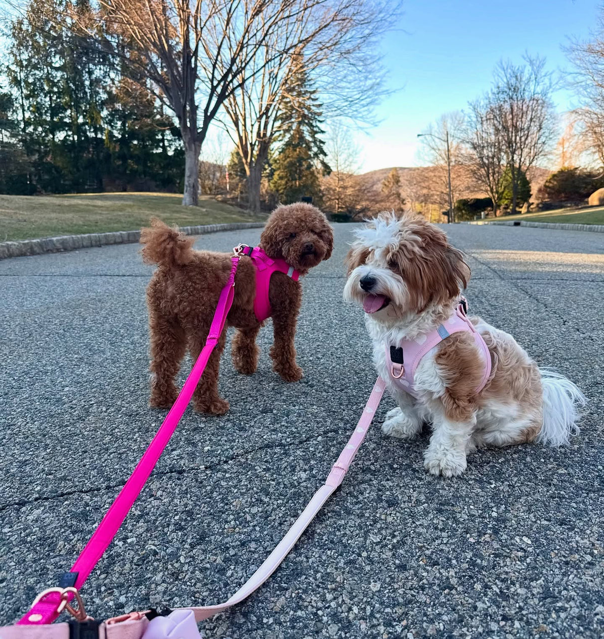 How to Choose the Right Dog Leash for Comfortable, Controlled, and Stylish Walks