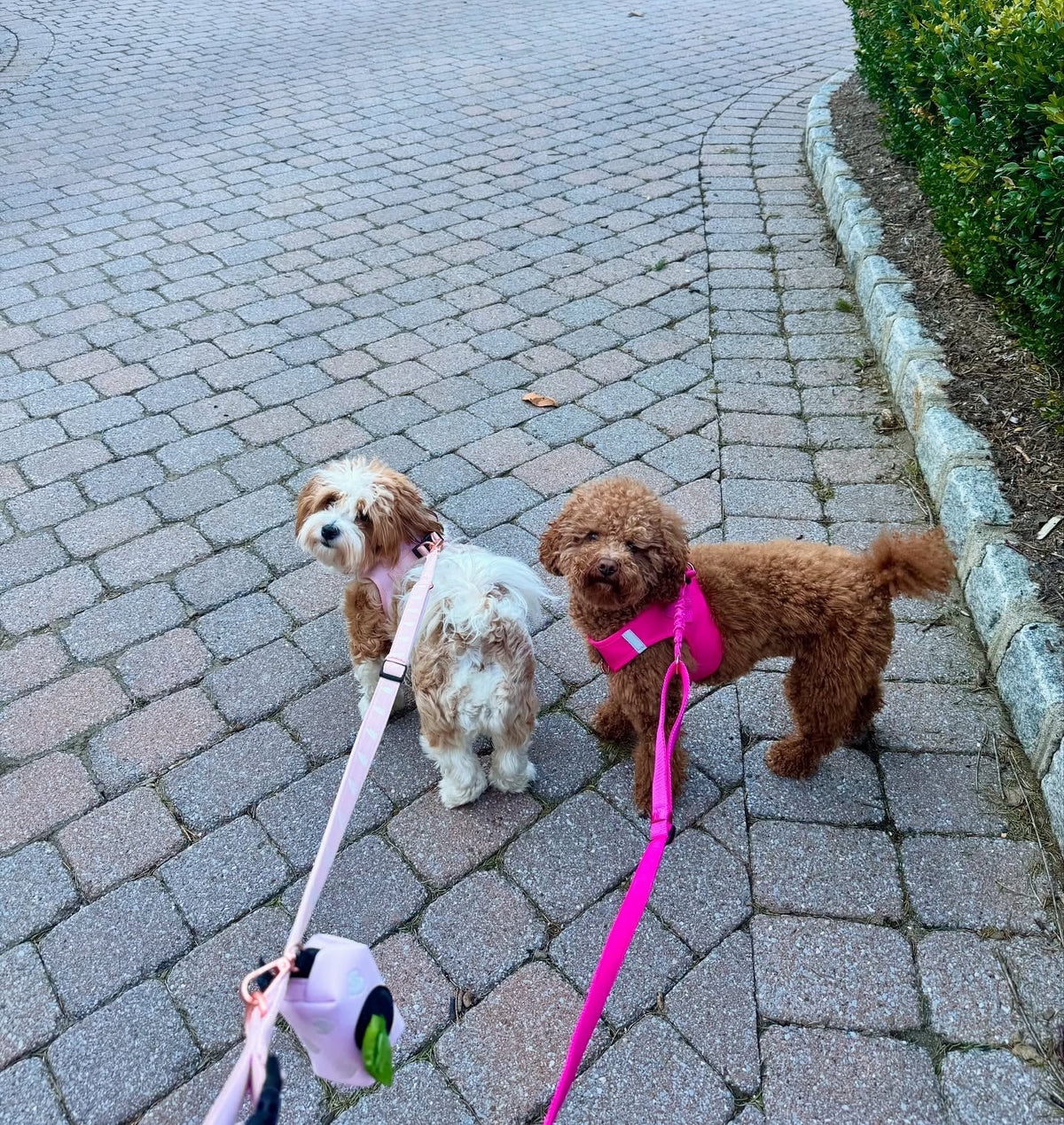 How to Choose the Right DOGISTRY Leash for Comfort, Control, and Everyday Adventures