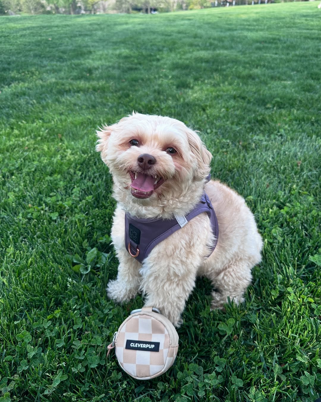 Why a Dogistry Dog Harness Is the Best Choice for Comfortable and Safe Dog Walks
