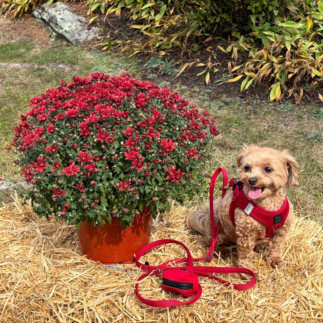 DOGISTRY Bundle Set – Harness, Leash & Poop Bag