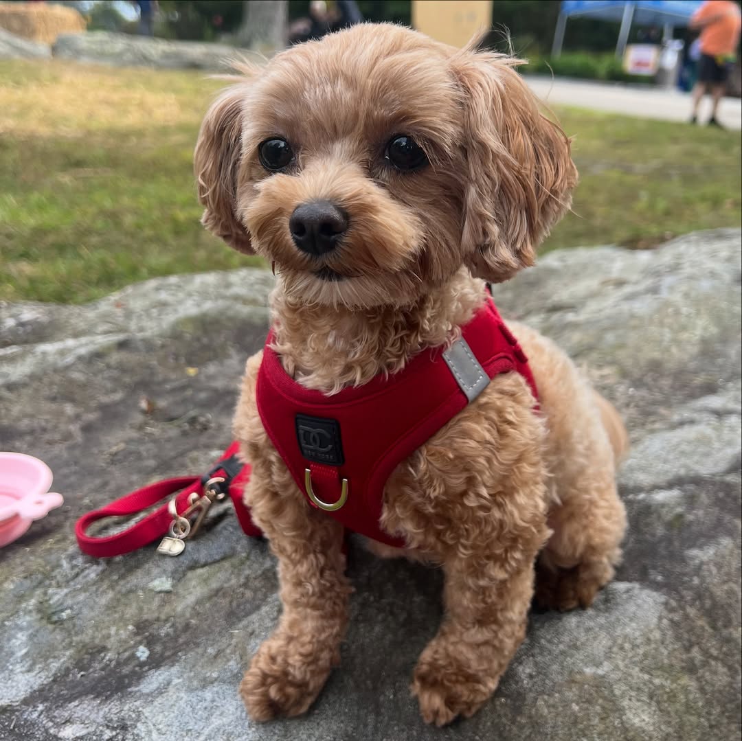 Why No-Pull Dog Harnesses Work Best for Training & Daily Walks