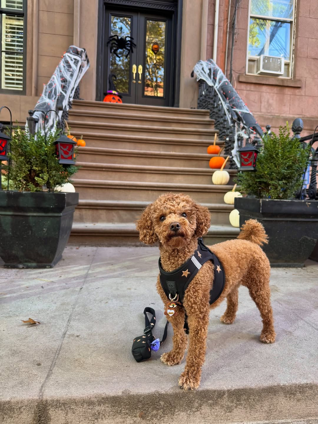 Why a Matching Dog Walking Set Is the Smartest Upgrade for Daily Walks