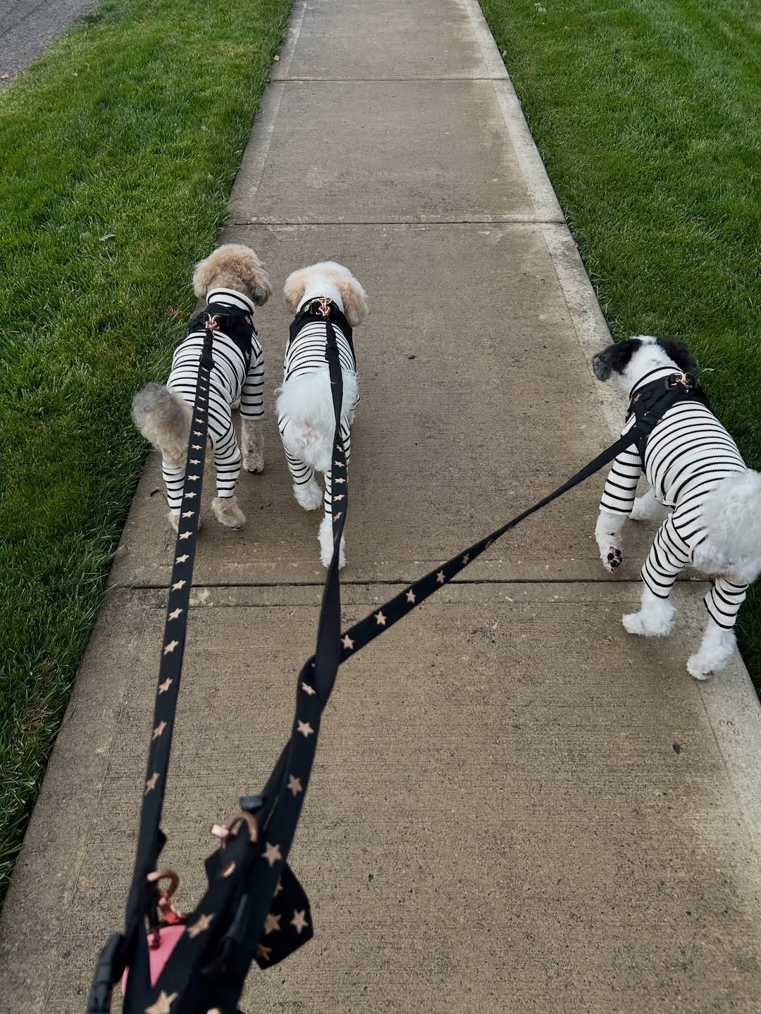 The Complete Dogistry Walking System: Harnesses, Leashes, Collars, and Accessories for Everyday Adventures