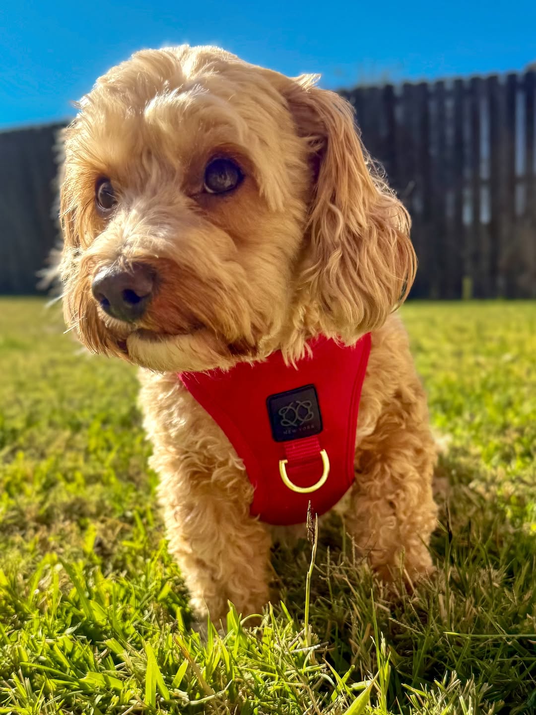 5 Stylish Dog Walking Accessories Every Modern Pet Parent Needs