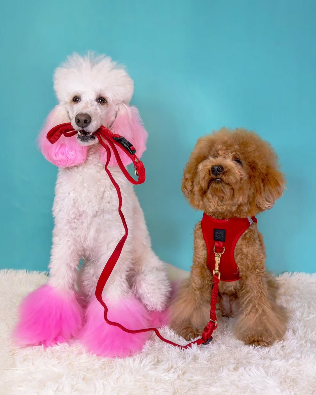 How to Choose the Best Dog Leash for Your Dog's Lifestyle