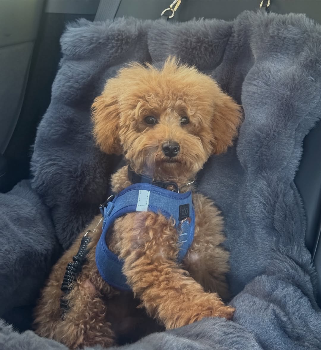 Why a Dogistry Harness Is the Safer and More Comfortable Choice for Daily Dog Walks