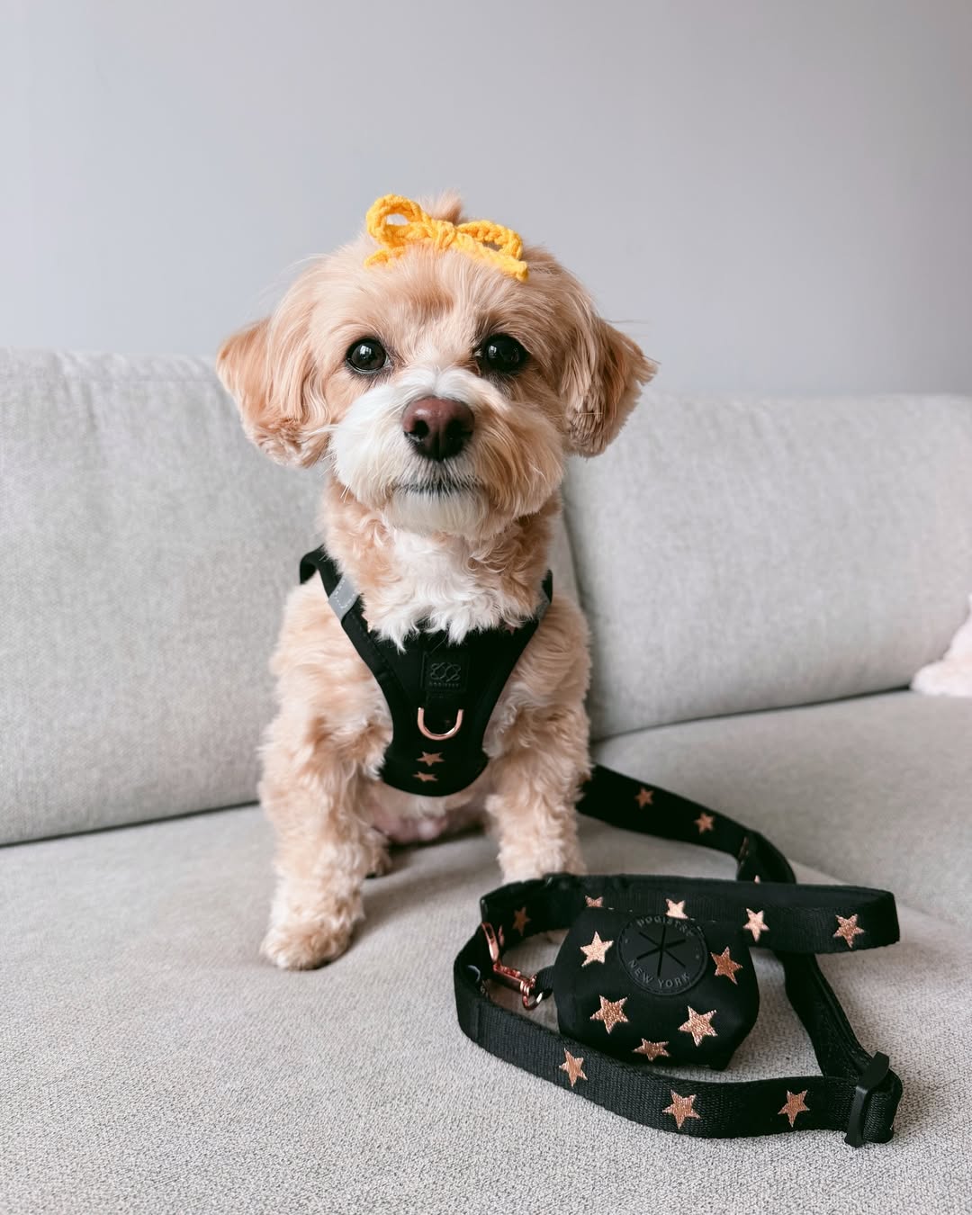 Why a Dogistry Bundle Set Is the Ultimate All-in-One Solution for Stylish, Safe, and Hassle-Free Dog Walks