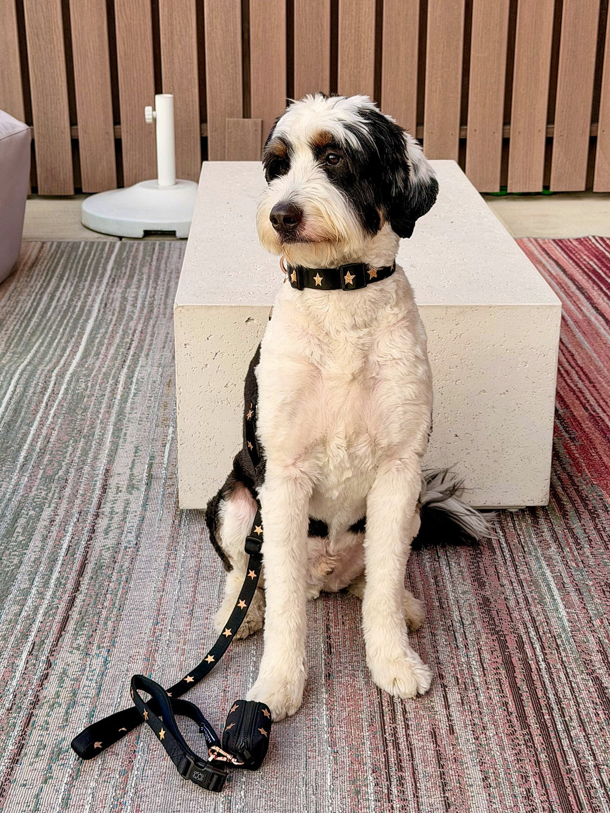 More Than an Accessory: How the DOGISTRY City Collar Brings Comfort and Personal Style Together