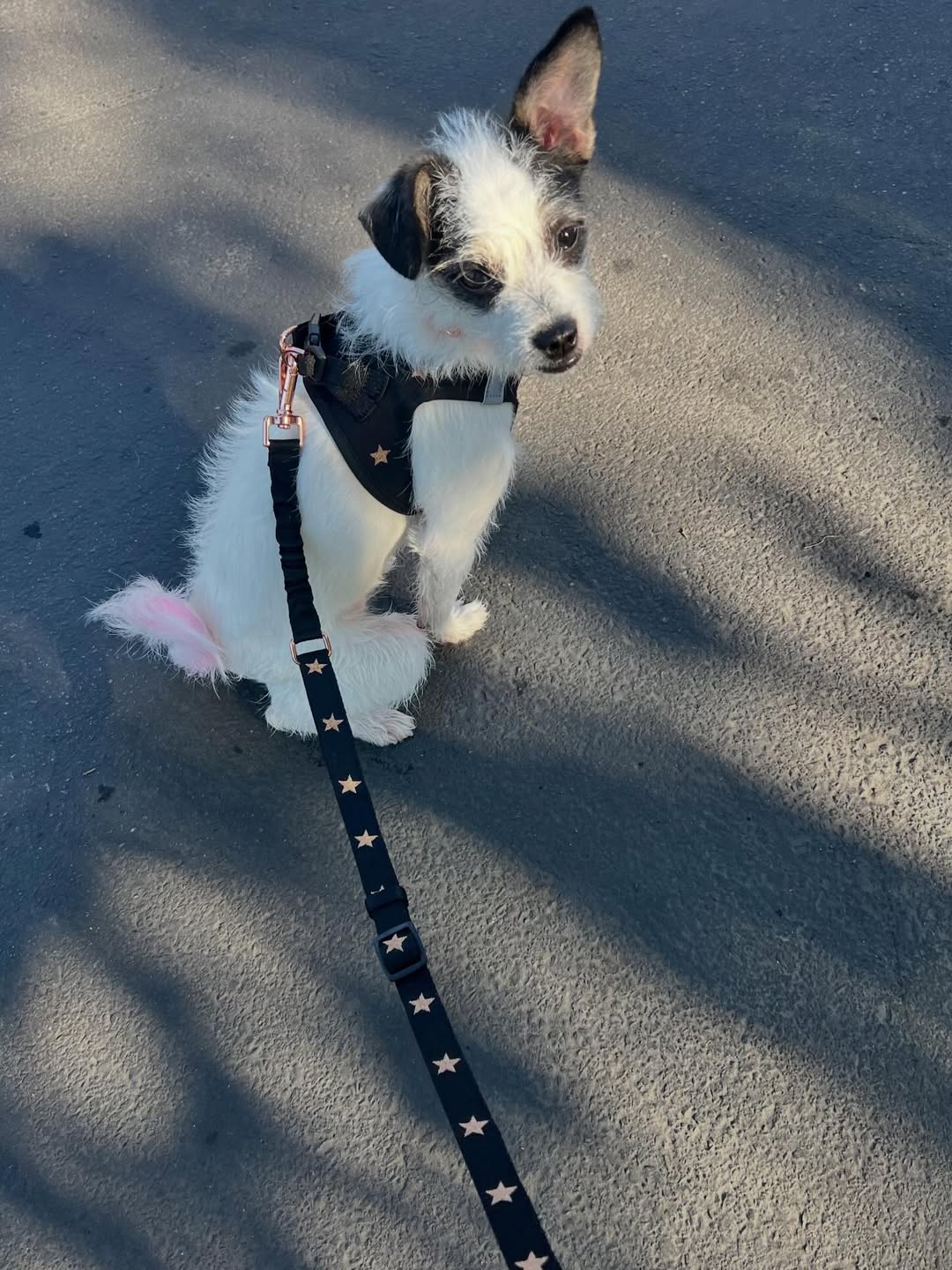 Stop the Tug: Tips to Make Walks Enjoyable for You and Your Pup