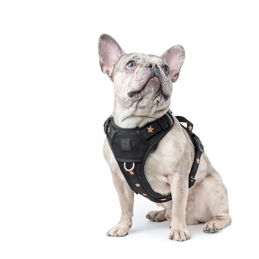 Why a No-Pull Dog Harness Is Better Than a Traditional Collar for Daily Walks