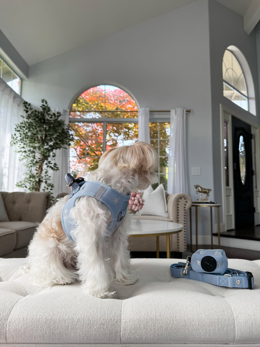 The Complete Guide to Dog Poop Bags: Making Every Walk Cleaner and Easier