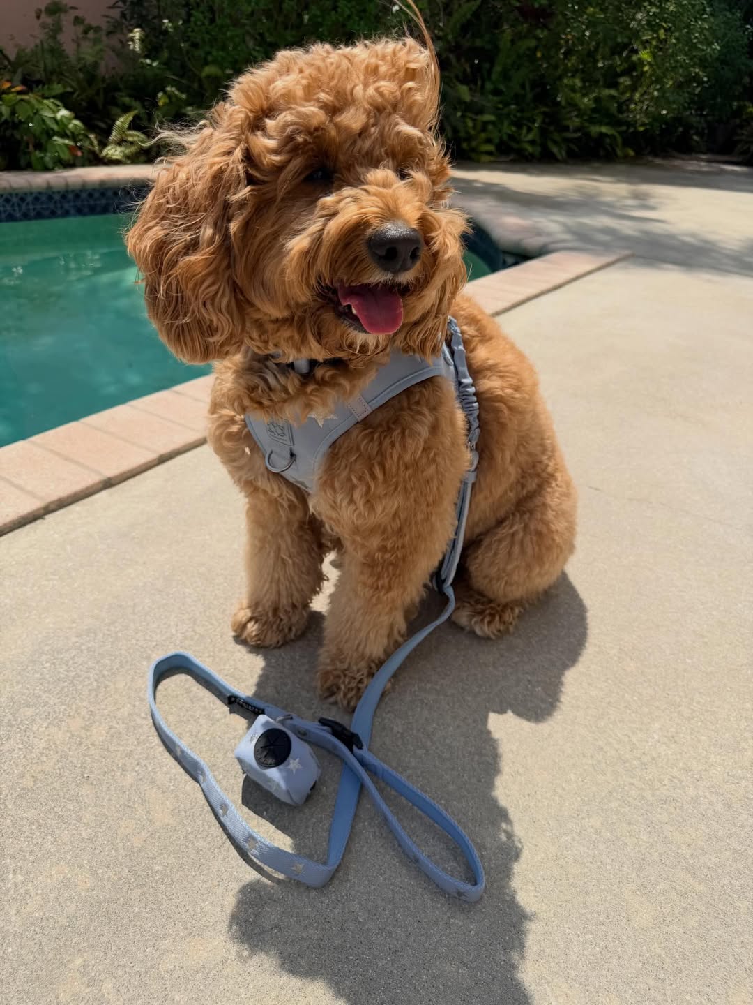 Why Dogistry Poop Bags and Poop Bag Holders Make Daily Walks Cleaner, Easier, and More Organized