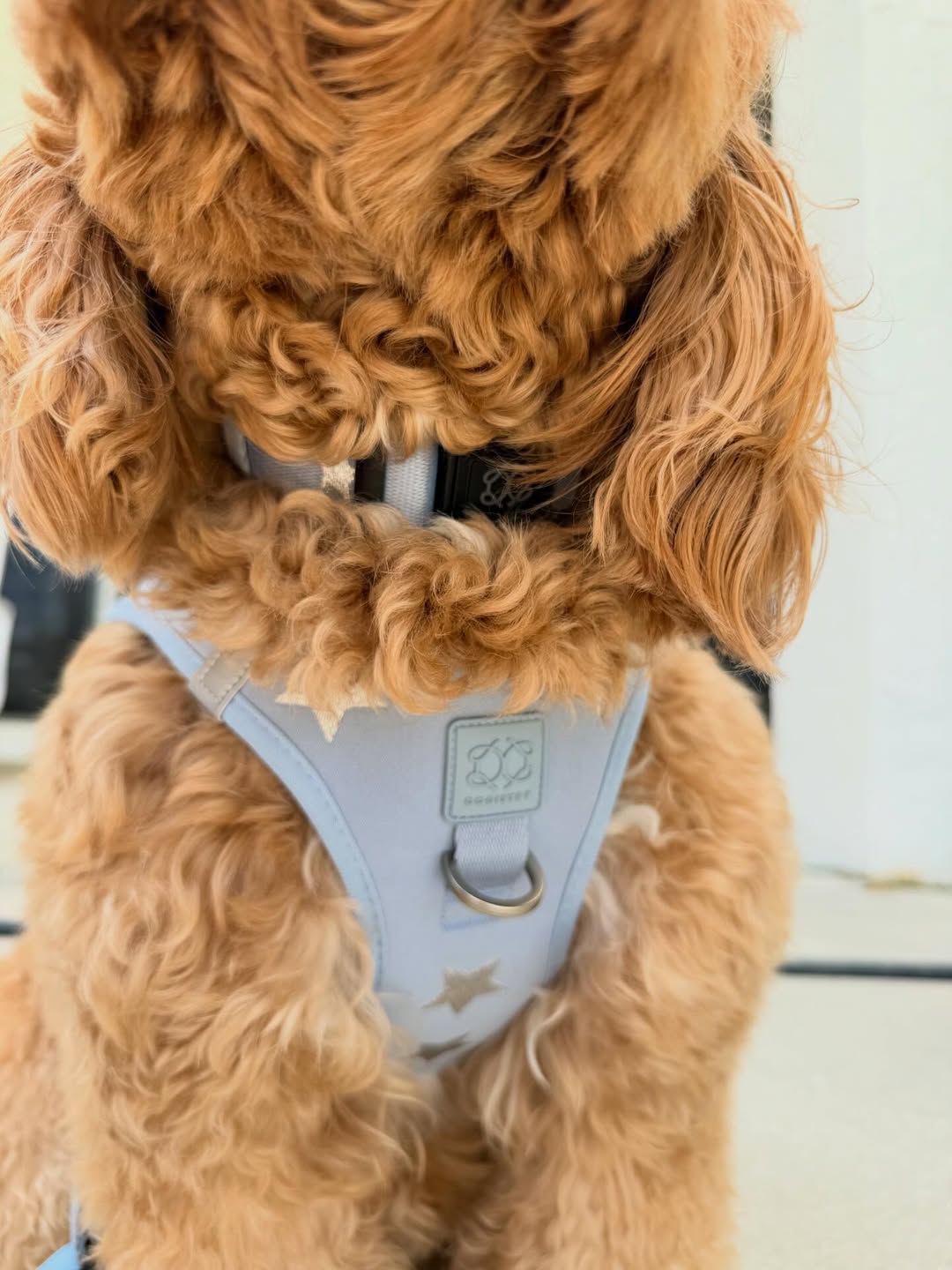 Harness vs. Collar: Understanding the Difference and When Your Dog Needs Both