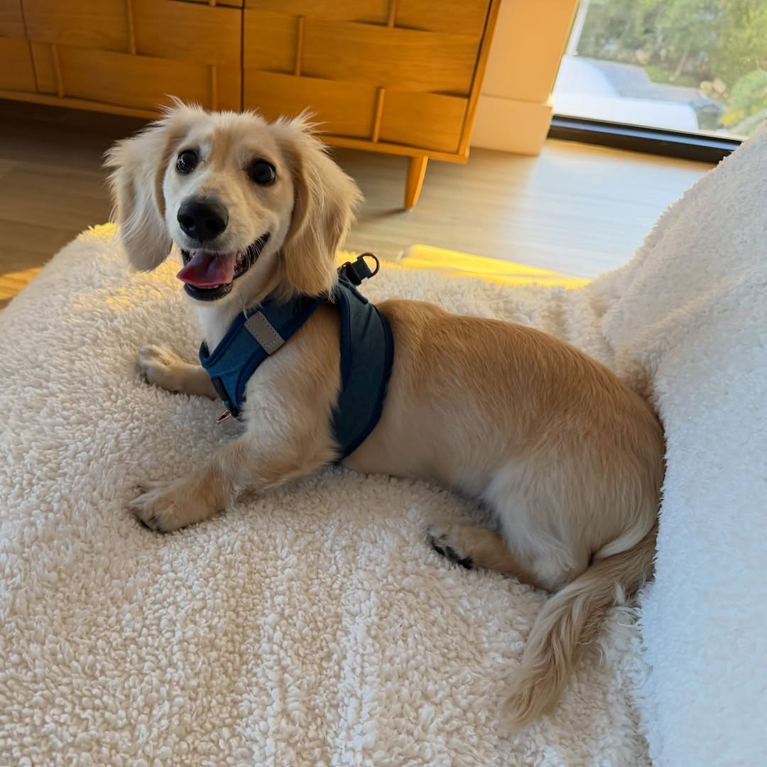 How to Choose the Perfect Dog Harness: The Complete Dogistry Guide