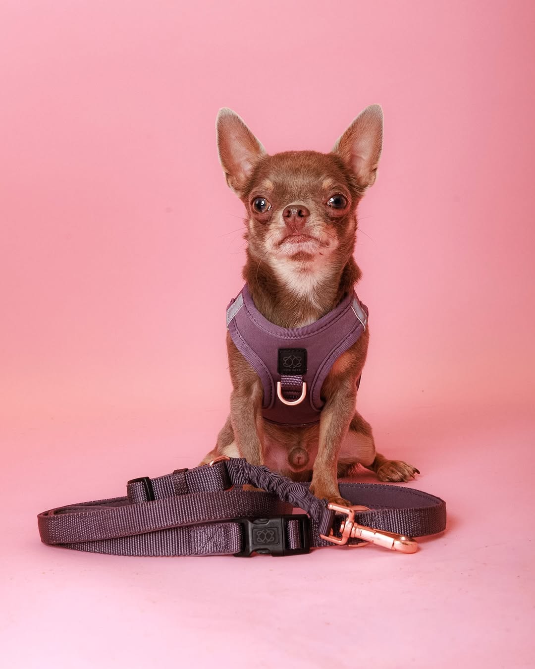 Why Dogistry Harnesses Are Ideal for Small Dogs That Pull During Walks
