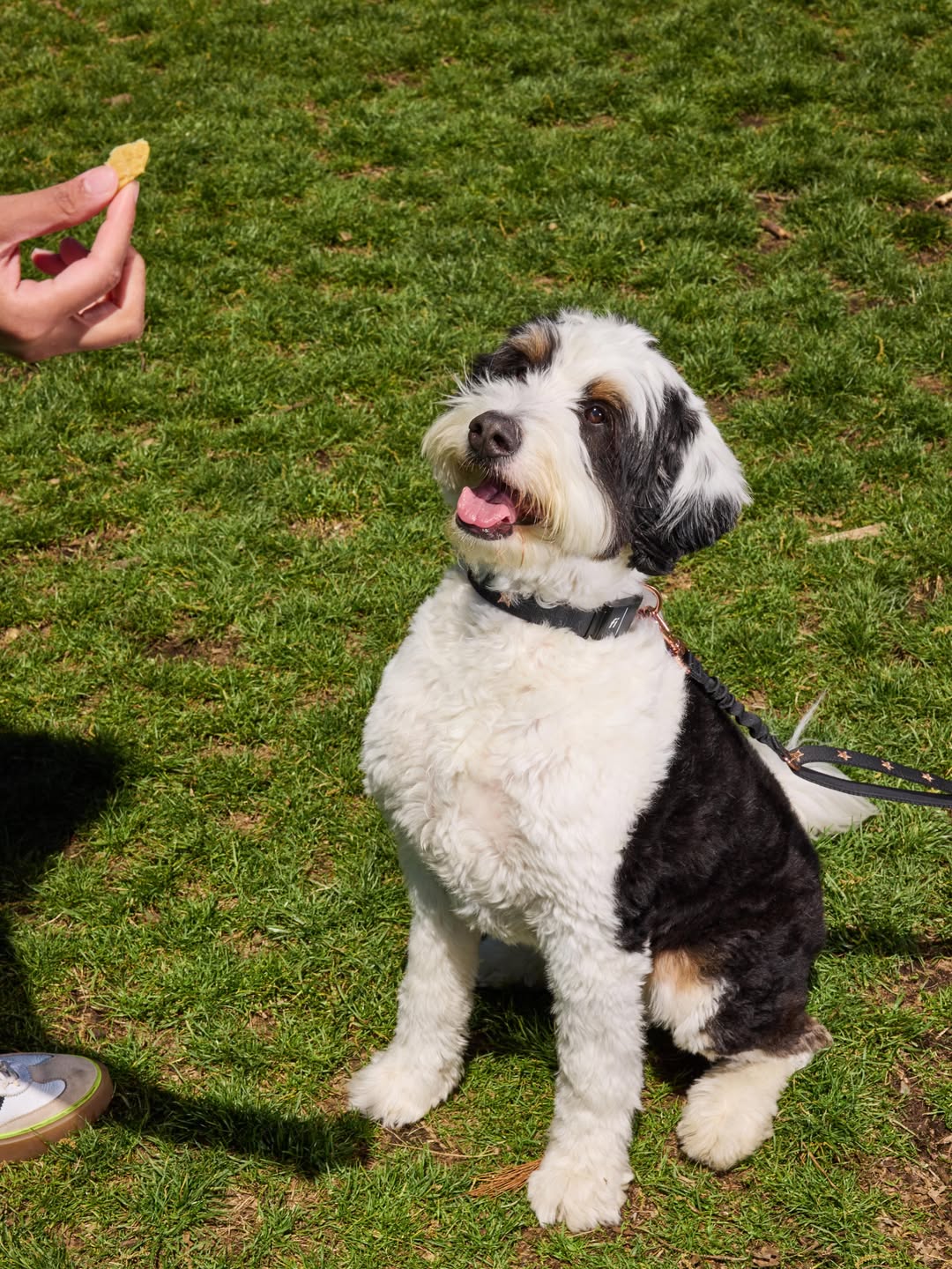 Why a Premium Dog Collar Matters: The Ultimate Guide to Comfort, Safety, Style, and Everyday Use