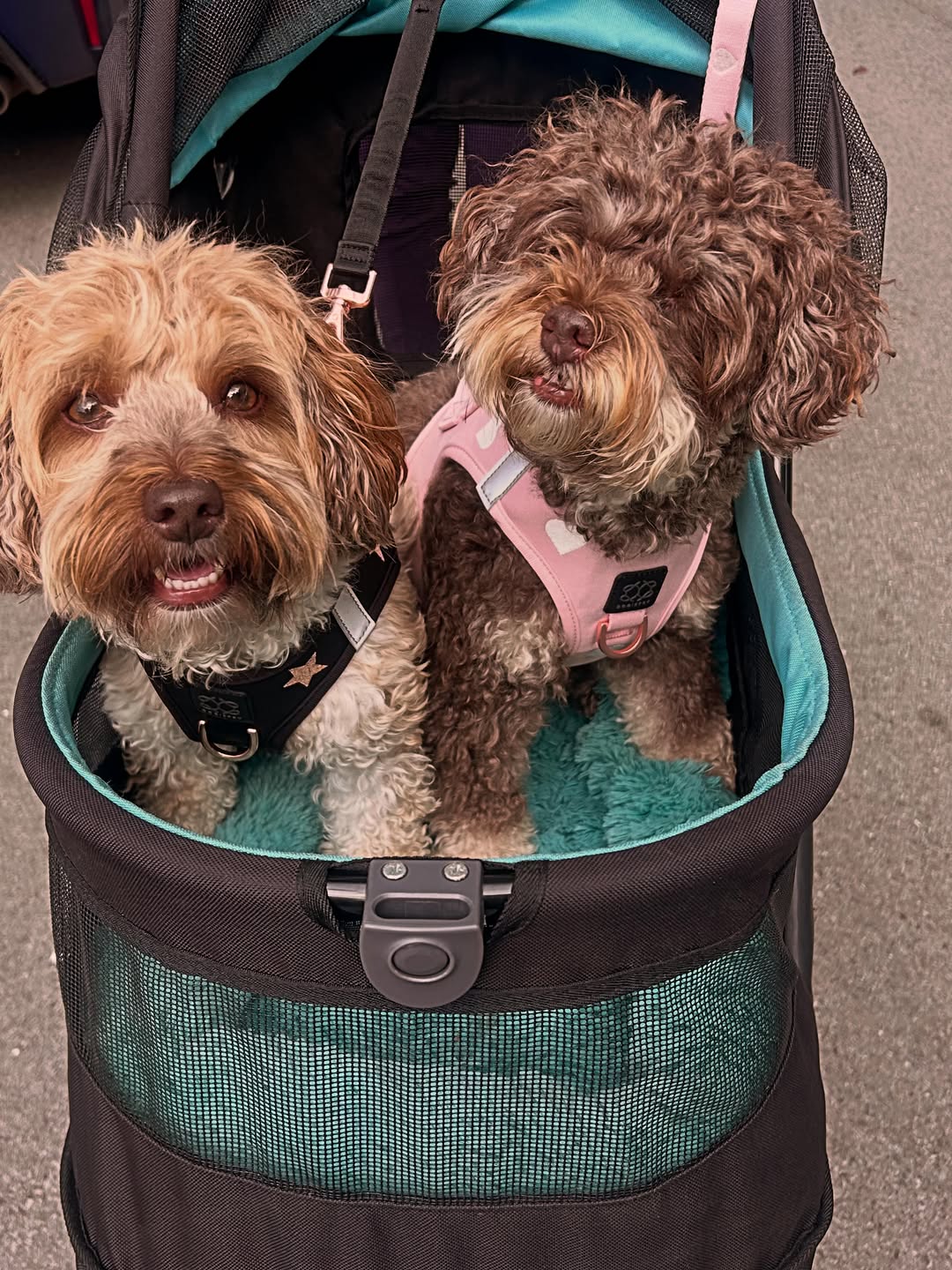 The Complete Guide to Choosing the Best Dog Harness for Comfort, Safety, and Everyday Walks