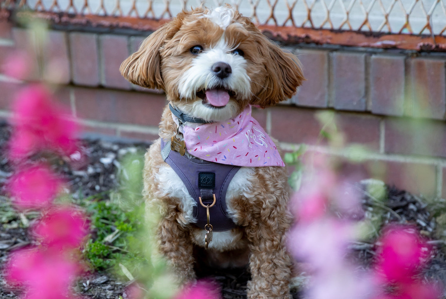 7 Signs It's Time to Upgrade Your Dog's Harness for Better Comfort and Everyday Walks