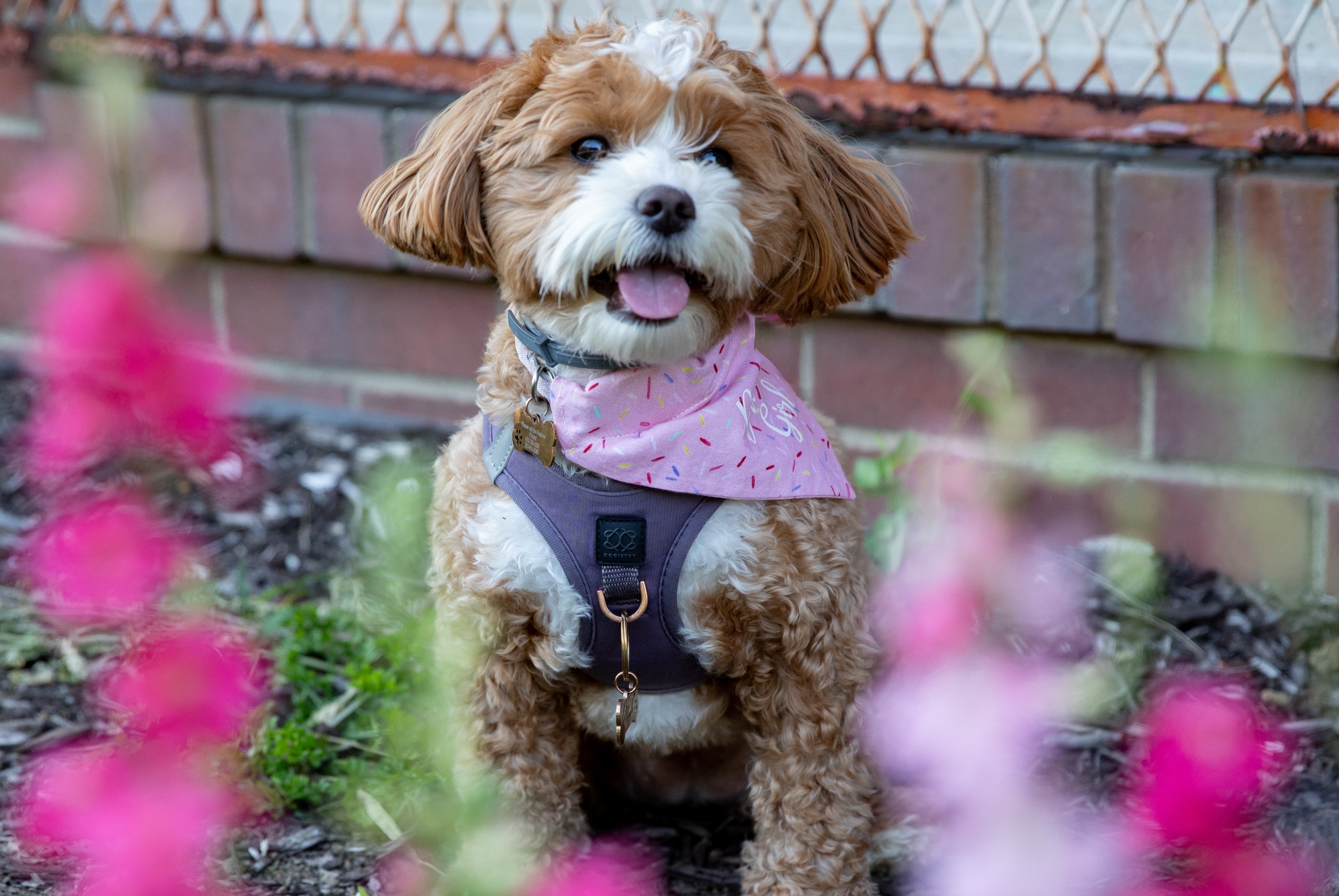 7 Signs It's Time to Upgrade Your Dog's Harness for Better Comfort and Everyday Walks