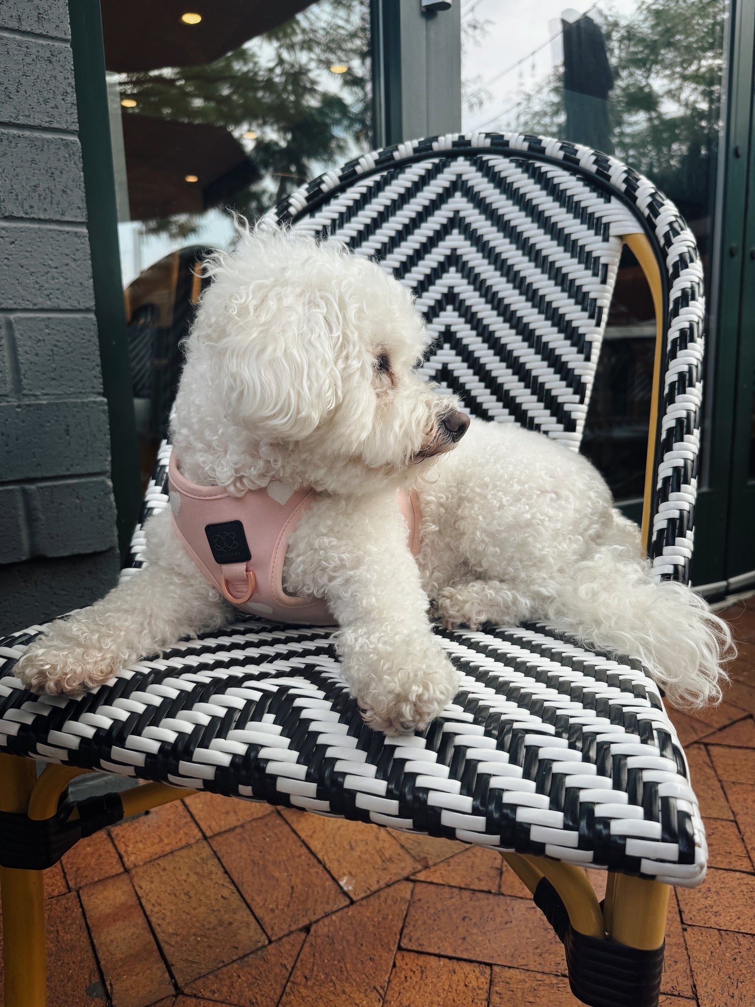 The Ultimate Guide to Finding the Best Dog Harness for Every Adventure