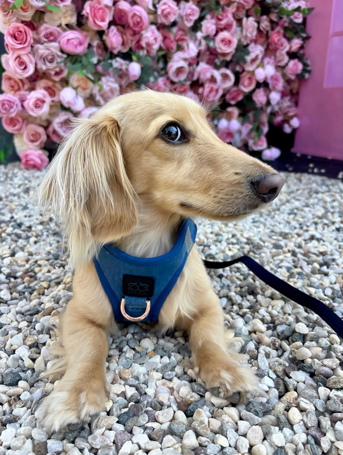 Rethinking Everyday Walks: How the Right Dog Harness Can Elevate Comfort, Control, and Style