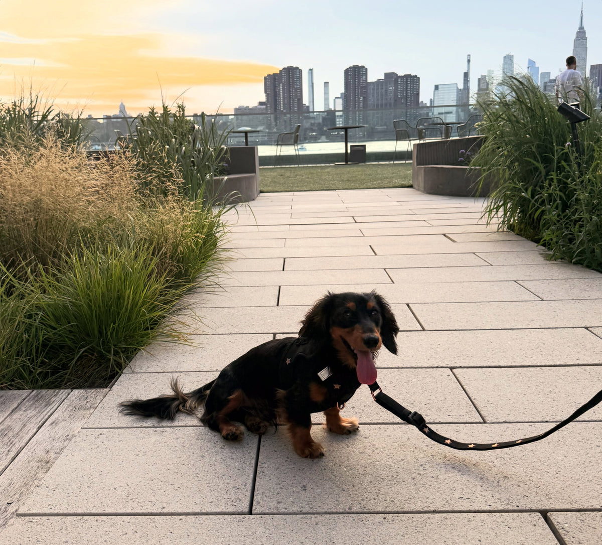 The Everyday Leash Guide: How the Right Leash Improves Every Walk with Your Dog