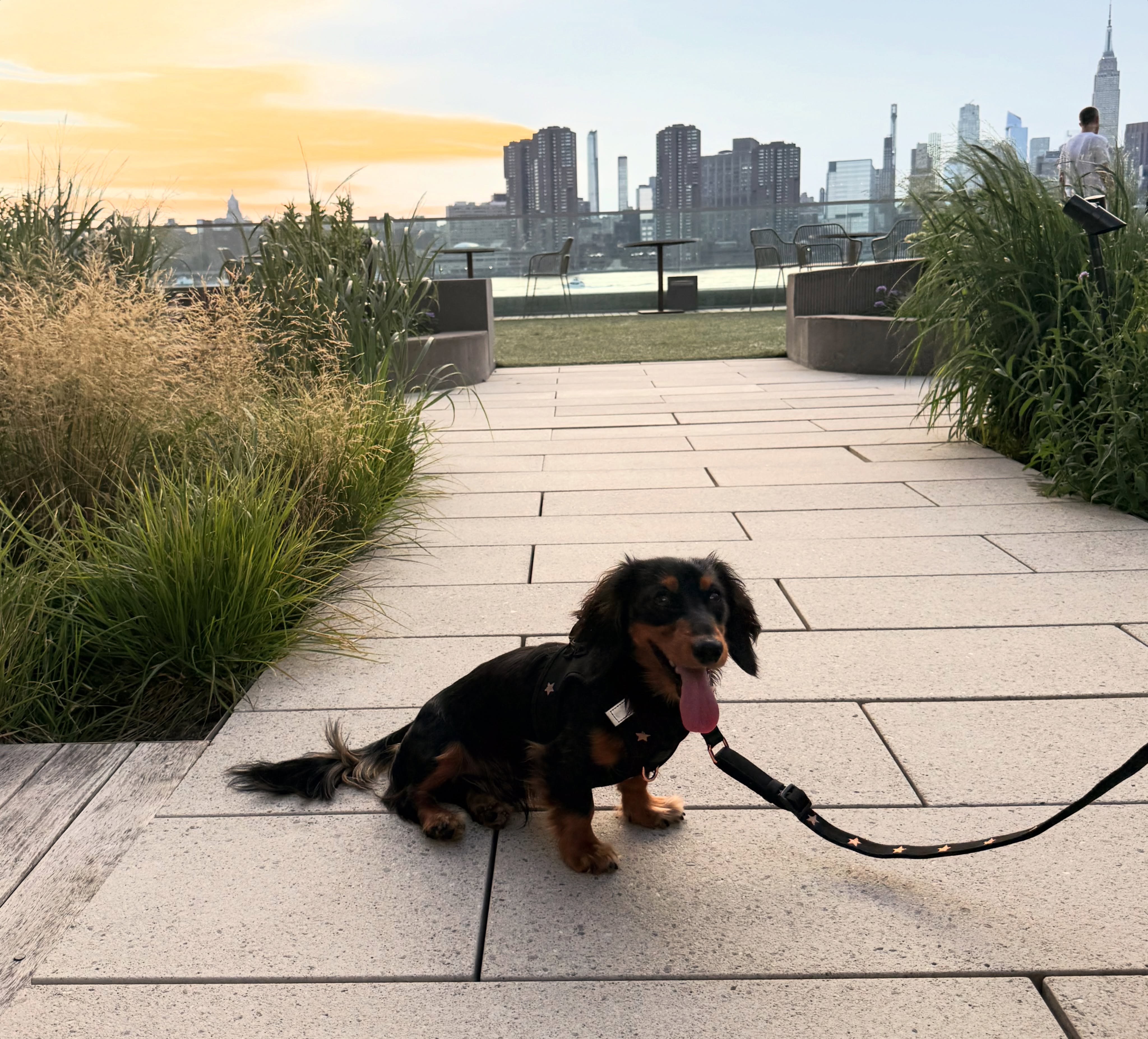 The Everyday Leash Guide: How the Right Leash Improves Every Walk with Your Dog