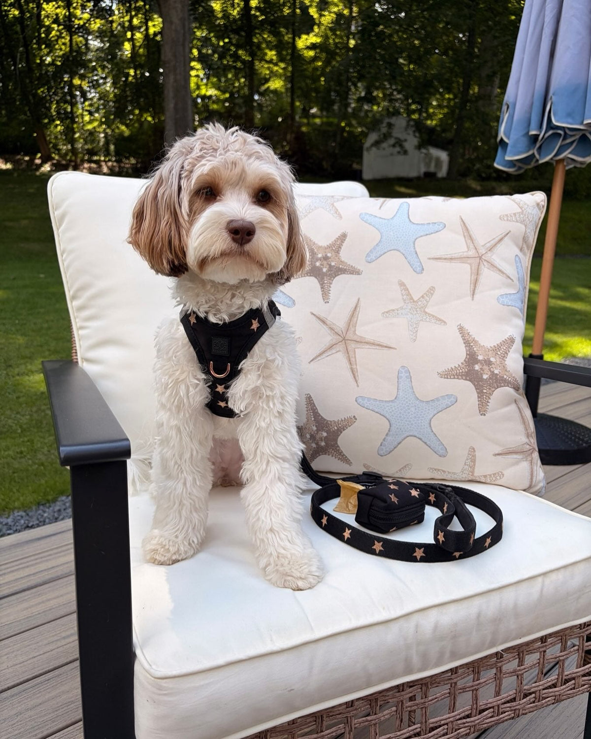 From Individual Pieces to One Complete System: Why a DOGISTRY Walking Set Changes the Way You Prepare