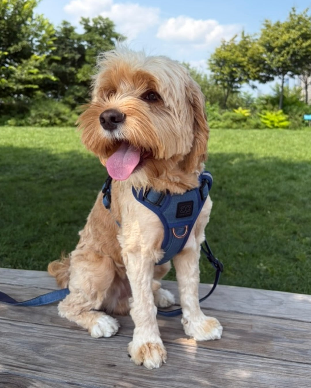The DOGISTRY NoMad Adjustable Luxe Harness: A Professional Guide to Comfort, Fit, Function, and Style