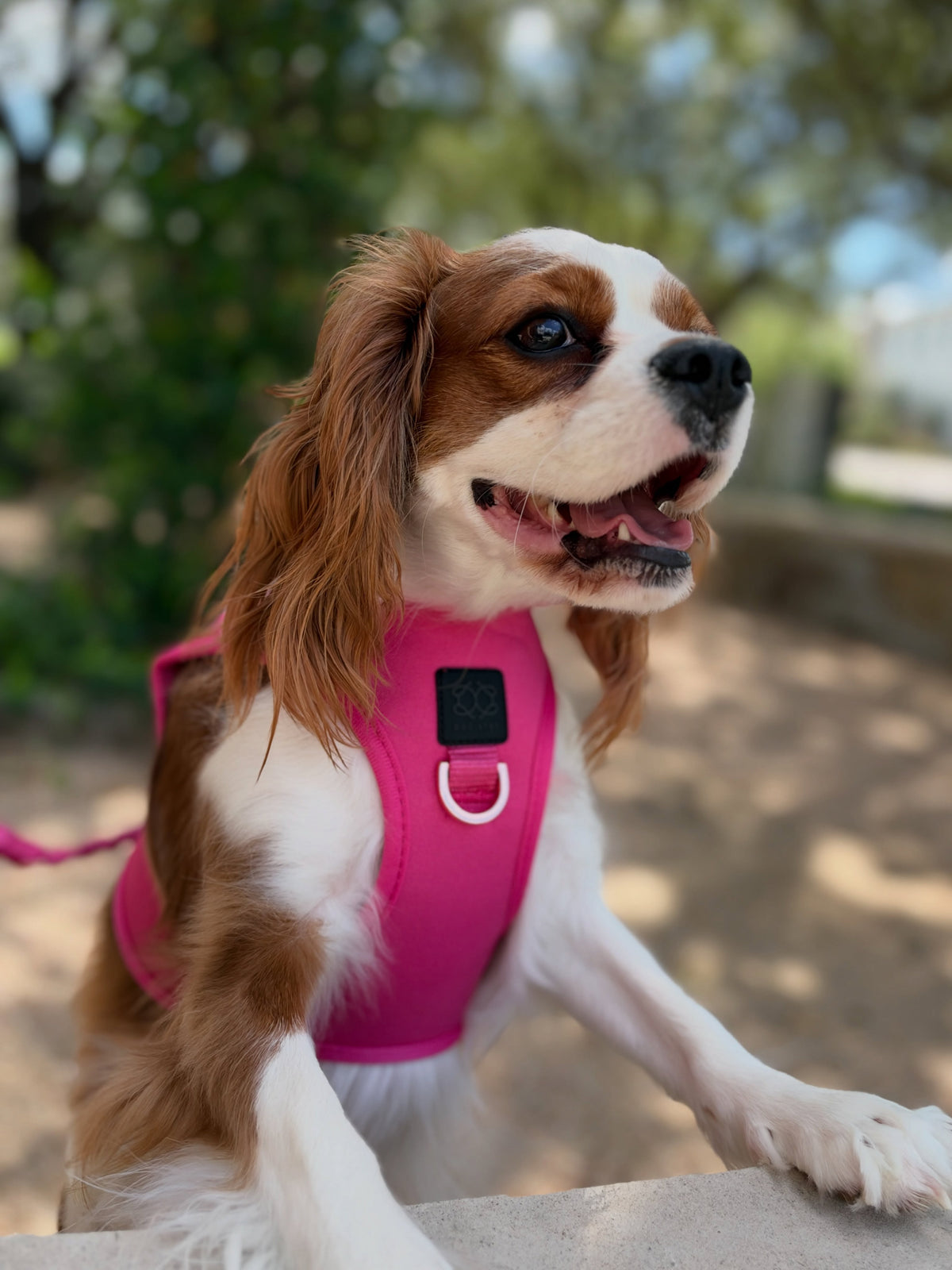 The Everyday Science of a Better Dog Walk: How DOGISTRY Harness Design Supports Movement and Control