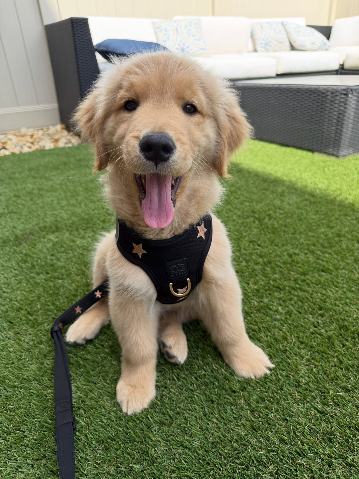 How DOGISTRY Harnesses Create a More Comfortable, Confident Walk