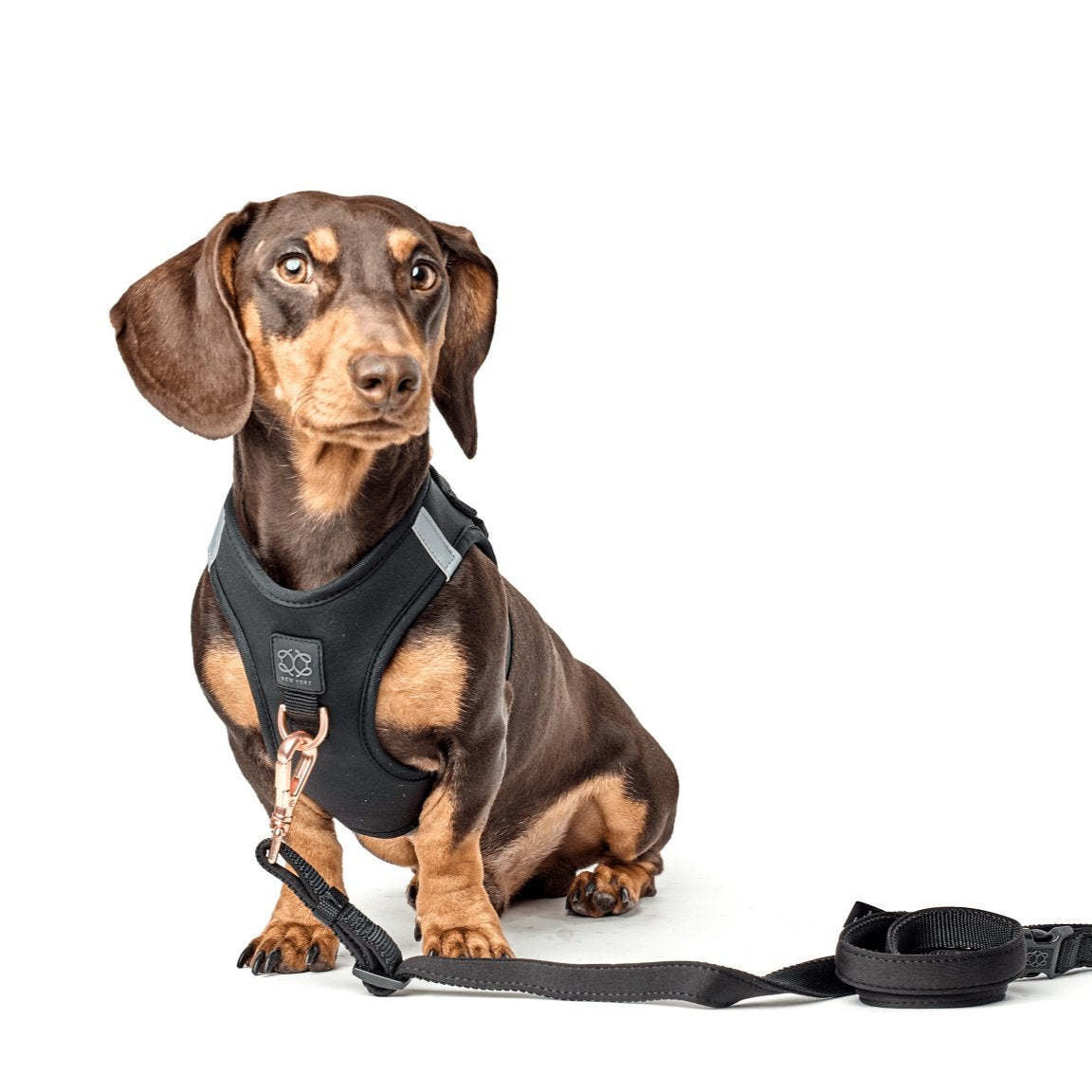 Harness for Dachshund