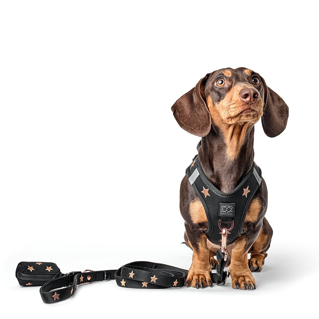 The Ultimate Guide to Matching Dog Walking Sets: Harness, Leash & Poop Bag Holder
