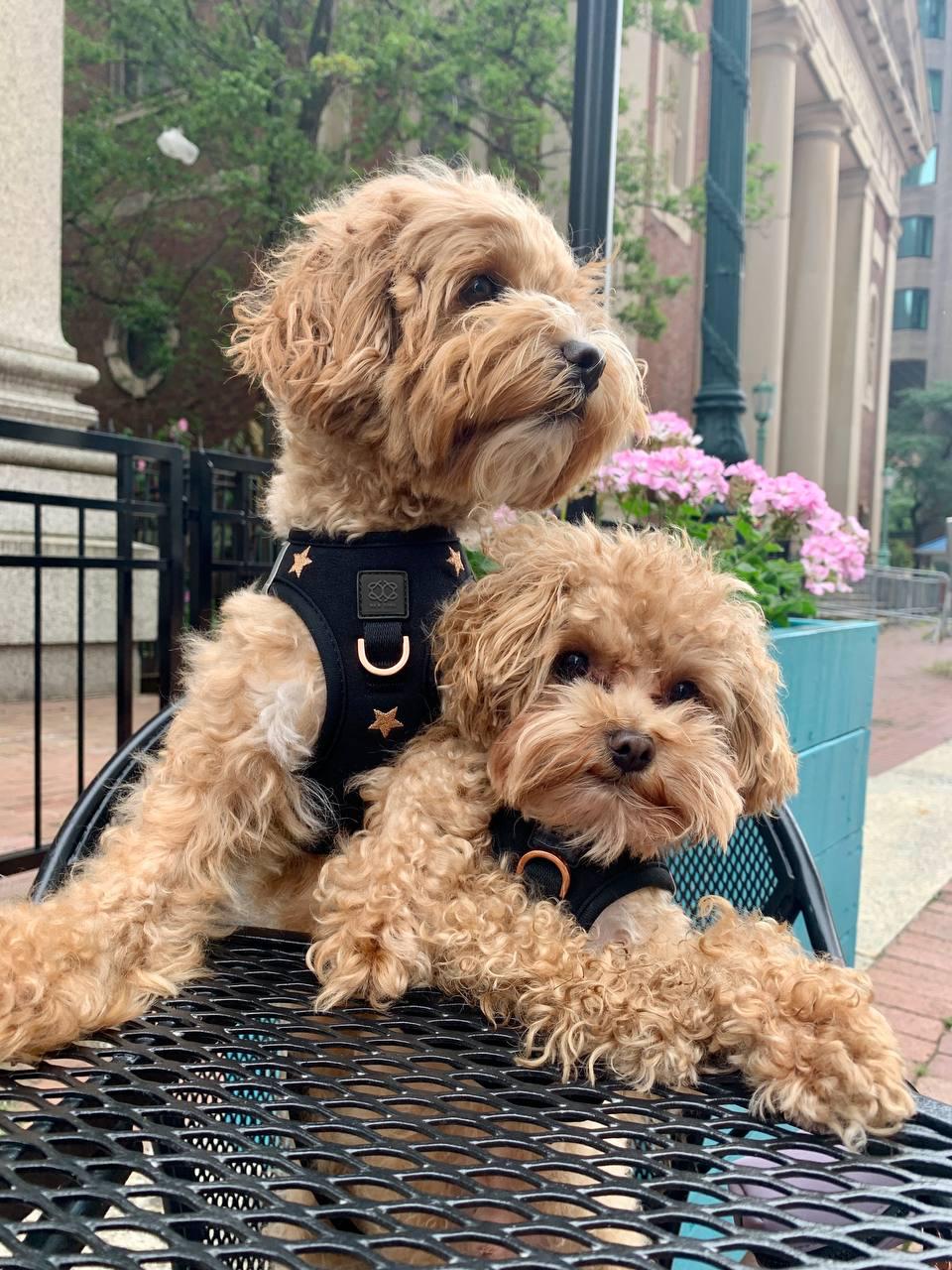 10 Dog Walking Sets That’ll Make You and Your Pup the Most Stylish Duo in the Park
