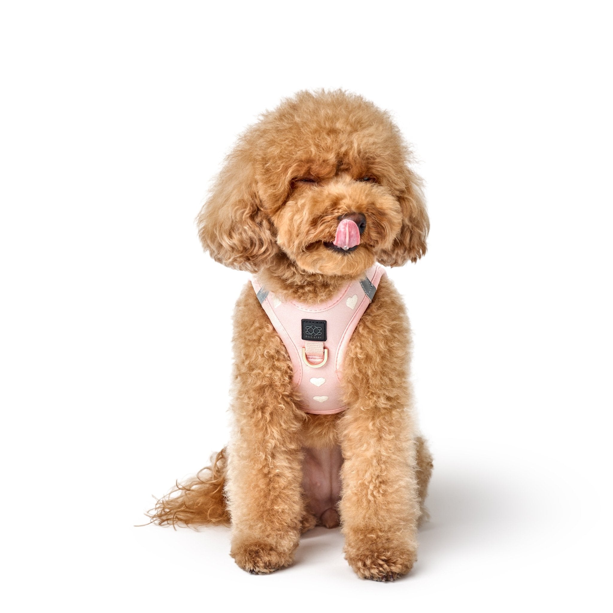 The Best Dog Accessories for Poodles: Harnesses, Leashes & More 🐩✨👜